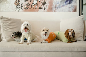 Abbigliamento per cani in cashmere | Malo