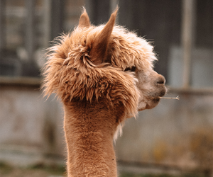 Hilos finos MALO: lana de alpaca